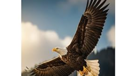 Student Authors Take Flight